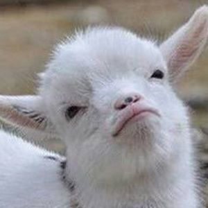 Meet your Posher, Hanster